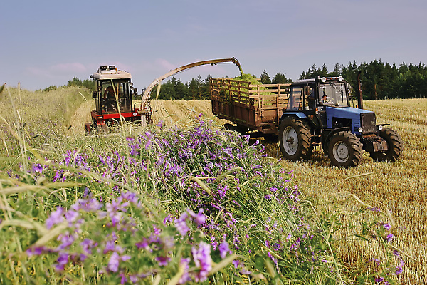포토 JPG 해외이미지 구름 산업 밭 농업 자연 하늘 옥수수 풍경 사람없음 야외 여름 경제 농작물 농장 기계 장비 수확 가을 시골 업무 볏짚 농부 낟알 땅 시리얼 트랙터 밭일 사일로 숙성 해외202310 해외포토 자연요소 직업 계절 음식 곡류 작업 짚 농기계 생태계 특수차량 파일형식