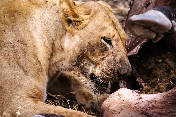 포토 JPG 해외이미지 동물 공원 여자 야생동물 백그라운드 포유류 아프리카 자연 사람없음 야외 환경 고양이 힘 황무지 위험 사자 큼 사파리 육식동물 사냥꾼 케냐 사자자리 동쪽 표범 남쪽 나미비아 마사이족 보츠와나 세렝게티 암사자 우간다 잠비아 전국 칼라하리 탄자니아 크루거 해외202310 해외포토 직업 공공시설 나라 컨셉 사람 반려동물 별자리 사막 크기 암컷 방향 생태계 남아프리카공화국 남아프리카 파일형식