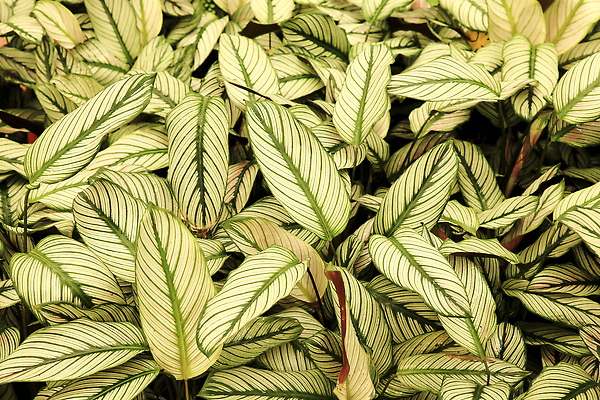 포토 JPG 해외이미지 식물 디자인 화초 선 줄기 백그라운드 잎 꽃무늬 패턴 자연 열대 사람없음 장식 초록색 뷰티 정원 줄무늬 성장 신선 점 냄비 열대우림 다발 가득함 크림 묘사 질감 상록수 정맥 내추럴 볼리비아 양치류 이국적 그리너리 해외202310 해외포토 꽃 컬러 무늬 아메리카 솥 숲 생태계 혈관 파일형식 트랜드컬러