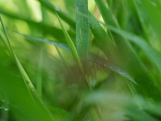 포토 JPG 해외이미지 식물 디자인 계절 컬러 백그라운드 잎 자연 추상 사람없음 야외 초록색 빛 햇빛 태양 노란색 환경 정원 맑음 거품 흰색 신선 소프트포커스 숲 질감 보케 부드러움 내추럴 블러 그리너리 효과 해외202310 해외포토 자연요소 무늬 날씨 촬영기법 감각 생태계 파일형식 트랜드컬러
