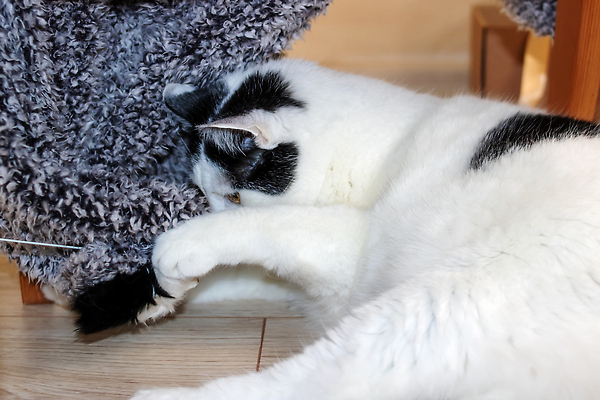 포토 JPG 해외이미지 식물 동물 응시 계절 행복 백그라운드 장난 포유류 가족 자연 영국 바닥 주택 털 실내 건강 서기 사람없음 야외 반려동물 장난감 뷰티 축구 고양이 흰색 신선 작음 모피 기르기 유래 흥미 해외202310 해외포토 시선 감정 유럽 컬러 컨셉 관계 모션 내부 건물 구기 크기 생태계 돌봄 파일형식