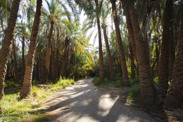 포토 JPG 해외이미지 나무 식물 공원 도로 길 여행 잎 농업 아프리카 자연 하늘 이집트 손바닥 풍경 사람없음 야외 목재 초록색 여름 야자수 뷰티 농장 마을 환경 시골 숲 멀리 내추럴 루트 밭일 선로 흙길 해외202310 해외포토 손 계절 공공시설 나라 산업 컬러 재료 교통시설 흙 생태계 파일형식