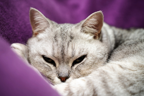 포토 JPG 해외이미지 한마리 근접촬영 사람없음 귀여움 보라색 고양이 잠 담요 반려묘 스코티쉬스트레이트 해외포토 1 뷰포인트 컬러 컨셉 포유류 반려동물 파일형식
