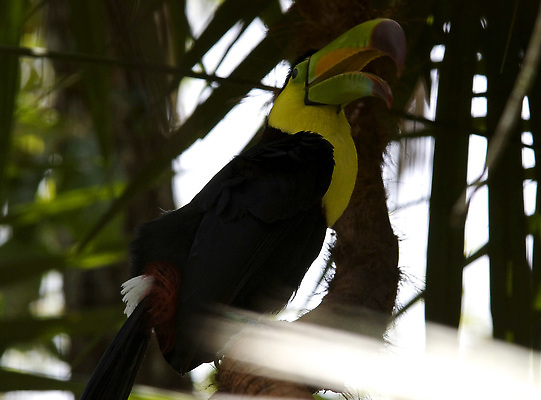 포토 JPG 해외이미지 동물 조류 사람없음 검은색 중앙아메리카 벨리즈 계산서 해외202310 해외포토 컬러 아메리카 파일형식