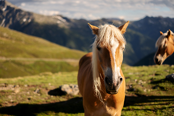 포토 JPG 해외이미지 동물 유럽 백그라운드 포유류 자연 산 사람없음 머리 환경 이탈리아 보케 알프스 귀 고립 해외202310 해외포토 나라 신체부위 생태계 파일형식