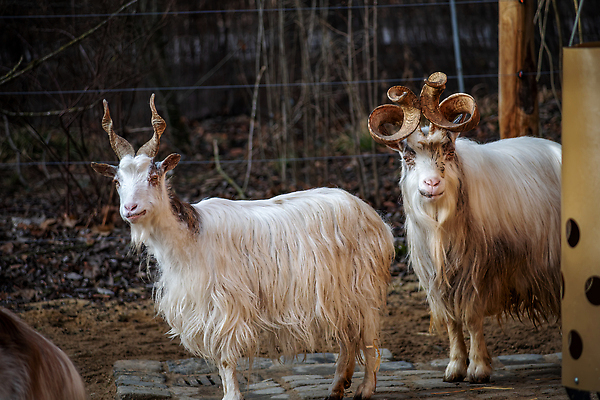 포토 JPG 해외이미지 동물 1 남자 아시아 포유류 자연 염소 털 뿔 동물원 사람없음 야외 머리 달러 우아함 큼 심볼 생물학 내추럴 와인오프너 동물상 램 해외202310 해외포토 교육 나라 컨셉 돈 사람 신체부위 조형물 크기 생태계 병따개 파일형식