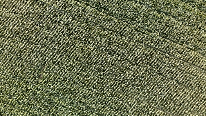 포토 JPG 해외이미지 식물 계절 유럽 산업 컬러 백그라운드 밭 농업 자연 하늘 안테나 옥수수 씨앗 사람없음 초록색 농작물 농장 농경지 환경 스크린 수확 성장 시골 신선 농부 정상 땅 스위스 질감 내추럴 항공촬영 드론 밭일 조감도 줄서기 세련 해외202310 해외포토 직업 나라 뷰포인트 통신 모션 곡류 생태계 파일형식