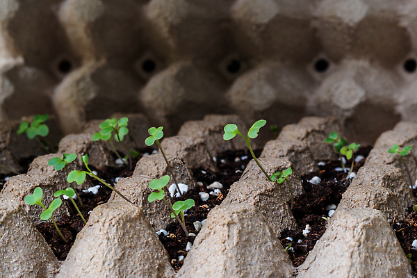 포토 JPG 해외이미지 식물 잎 농업 채소 재료 자연 쟁반 씨앗 사람없음 초록색 새싹 환경 정원 흙 성장 신선 작음 유기농 원예 먼지 내추럴 채소밭 모종 묘목 생태학 해외202310 해외포토 나무 웰빙 교육 산업 컬러 밭 취미 크기 생태계 파일형식