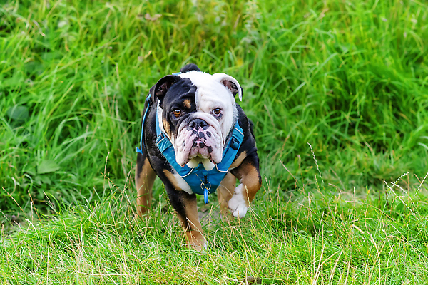 포토 JPG 해외이미지 응시 공원 얼굴 관계 자연 잉글랜드 안내 서기 사람없음 야외 반려동물 뷰티 갈색 일몰 우정 성장 주름 클래식 개 불독 몸단장 송곳니 기르기 동반자 유래 특별함 해외202310 해외포토 동물 시선 공공시설 컬러 컨셉 포유류 모션 영국 신체부위 친구 노을 치아 생태계 돌봄 파일형식