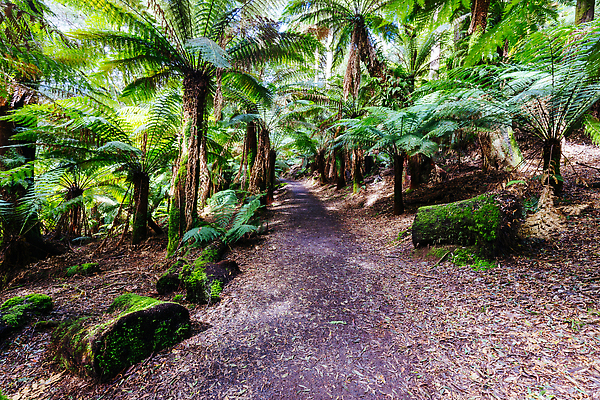 포토 JPG 해외이미지 나무 식물 공원 길 여행 잎 모션 자연 휴가 사람없음 야외 초록색 물 강 뷰티 환경 침묵 고요 봄 폭포 흐름 개울 황무지 호주 떨어짐 숲 열대우림 내추럴 선로 양치류 해외202310 해외포토 자연요소 계절 공공시설 컬러 컨셉 소리 오세아니아 생태계 파일형식