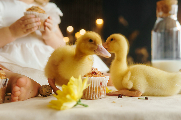 포토 JPG 해외이미지 동물 전통 드레스 꽃 행복 감정 어린이 컨셉 놀이 탁자 부활절 주택 기념 앉기 이벤트 사람없음 내부 농장 노란색 주방 치킨 놀람 봄 우정 기쁨 방 시골 아기 컵케이크 솜털 메추리 수유 해외202310 해외포토 식물 옷 계절 기념일 컬러 가구 농업 모션 표정 사람 건물 친구 케이크 닭고기요리 파일형식