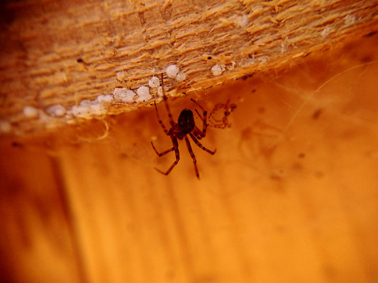 포토 JPG 해외이미지 나무 동물 1 남자 유럽 야생동물 곤충 백그라운드 절지류 자연 주택 사람없음 갈색 웹 널 8 무서움 딱정벌레 싱글 육식동물 거미 해외202310 해외포토 식물 감정 나라 컬러 인터넷 사람 건물 숫자 생태계 파일형식