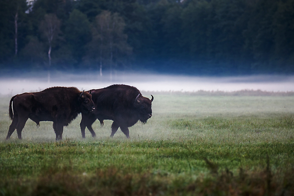 포토 JPG 해외이미지 동물 공원 남자 유럽 야생동물 포유류 자연 사슴 털 뿔 서기 사람없음 야외 갈색 머리 힘 세계문화유산 안개 황무지 소 군중 숲 큼 방목 들소 황소 멸종 무거움 폴란드 노려봄 동물상 벨로루시 전국 해외202310 해외포토 공공시설 나라 컬러 모션 날씨 표정 사람 신체부위 조형물 문화재 무게 축산업 크기 생태계 파일형식