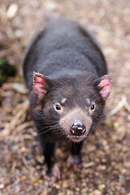 포토 JPG 해외이미지 동물 공원 얼굴 야생동물 백그라운드 포유류 자연 수염 종류 사람없음 야외 목재 행운 닫기 호주 숲 악마 육식동물 육식 멸종 내추럴 동물상 해외202310 해외포토 나무 공공시설 컨셉 재료 모션 신체부위 조형물 오세아니아 생태계 파일형식