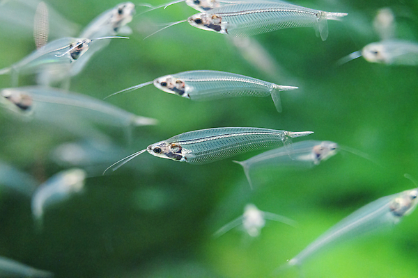 포토 JPG 해외이미지 동물 야생동물 바다 컬러 백그라운드 아프리카 자연 어류 사람없음 물 파란색 반려동물 컬러풀 뷰티 노란색 바닷속 수중 수영 미국 우아함 산호 호주 암초 수족관 석호 소금물 이국적 해외202310 해외포토 자연요소 나라 컨셉 북아메리카 수중동물 수상스포츠 오세아니아 자포동물 생태계 파일형식