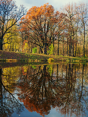 포토 JPG 해외이미지 나무 계절 공원 호수 컬러 백그라운드 잎 오렌지 자연 하늘 아침 사람없음 야외 목재 빨간색 초록색 물 빛 강 컬러풀 뷰티 반사 노란색 환경 정원 침묵 일몰 거울 안개 시골 황무지 황금 저녁 숲 장면 10월 내추럴 생태학 혼자 해외202310 해외포토 주간 자연요소 식물 공공시설 교육 과일 재료 날씨 노을 소리 날짜 야간 생태계 파일형식