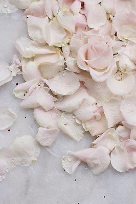 포토 JPG 해외이미지 꽃잎 백그라운드 자연 사람없음 장미 해외202310 해외포토 꽃 생태계 파일형식