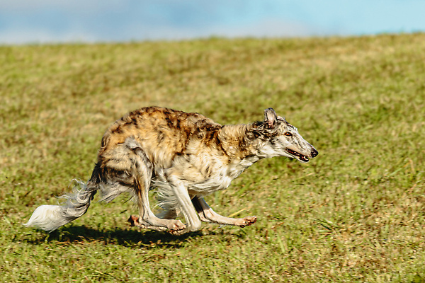 포토 JPG 해외이미지 동물 1 공원 감정 스포츠 밭 모션 놀이 건강 사람없음 야외 초록색 반려동물 달리기 뷰티 걷기 정원 점프 경쟁 에너지 게임 시골 레이싱 잡기 개 유혹 속도 사냥 송곳니 기르기 전력질주 챔피언 순혈 해외202310 해외포토 공공시설 컬러 컨셉 농업 포유류 시합 치아 돌봄 파일형식