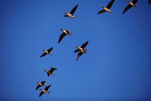 포토 JPG 해외이미지 날개 조류 하늘 비행기 사람없음 부리 거위 물새 해외202310 해외포토 동물 항공교통 대중교통 파일형식
