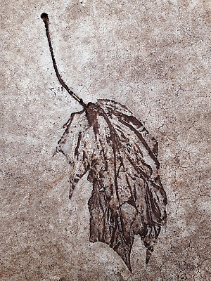 포토 JPG 해외이미지 식물 1 계절 공원 컬러 단풍 잎 자연 벽지 사람없음 야외 그래픽 회색 가을 정사각형 시멘트 내추럴 해외202310 해외포토 도형 공공시설 생태계 파일형식