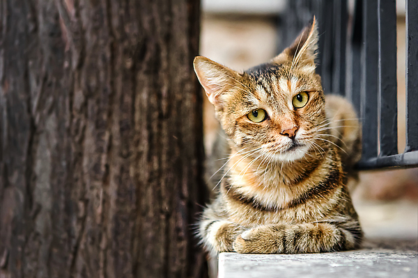 포토 JPG 해외이미지 나무 동물 1 응시 얼굴 포유류 휴식 거리 표정 앉기 사람없음 야외 여름 울타리 반려동물 갈색 카메라 고양이 줄무늬 점 거짓말 심각 흥미 카피스페이스 해외202310 해외포토 식물 시선 계절 컬러 컨셉 무늬 모션 신체부위 전자제품 담장 공백 파일형식
