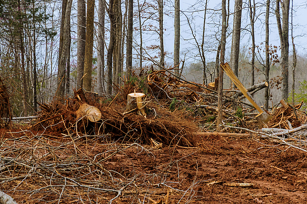 포토 JPG 해외이미지 나무 계절 산업 풍경 사람없음 야외 목재 환경 업무 숲 자르기 통나무 뿌리 내추럴 삭제 삼림지대 생태학 해외202310 해외포토 식물 교육 재료 모션 작업 파일형식