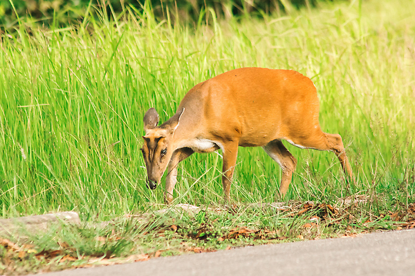 포토 JPG 해외이미지 동물 한마리 응시 공원 남자 야생동물 밭 포유류 자연 사슴 휴식 영국 뿔 국립공원 종류 사람없음 야외 가로 빨간색 초록색 컬러풀 달러 버섯 황무지 숲 위험 인도인 사파리 영양 엘크 전국 혼자 해외202310 해외포토 외국인 1 시선 공공시설 유럽 컬러 컨셉 돈 농업 사람 동양인 생태계 파일형식