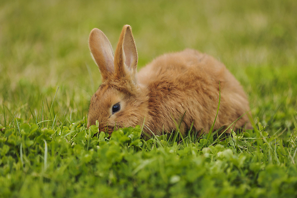 포토 JPG 해외이미지 동물 전통 잡화 계절 행복 종교 야생동물 백그라운드 오렌지 자연 휴가 생물 털 육류 잔디 사람없음 장식 초록색 반려동물 컬러풀 뷰티 농장 갈색 바구니 환경 맑음 봄 활발 게임 토끼 작음 코 부활절계란 사냥 내추럴 추적 강렬 동물상 엘리먼트 비건 해외202310 해외포토 식물 감정 컬러 컨셉 농업 과일 식재료 포유류 모션 놀이 날씨 부활절 신체부위 조형물 계란 크기 생태계 채식주의자 파일형식