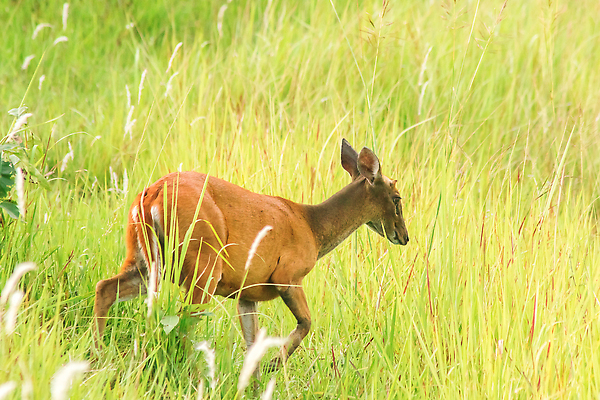 포토 JPG 해외이미지 동물 한마리 응시 공원 남자 야생동물 밭 포유류 자연 사슴 휴식 영국 뿔 국립공원 종류 사람없음 야외 가로 빨간색 초록색 컬러풀 달러 버섯 황무지 숲 위험 인도인 사파리 영양 엘크 전국 혼자 해외202310 해외포토 외국인 1 시선 공공시설 유럽 컬러 컨셉 돈 농업 사람 동양인 생태계 파일형식