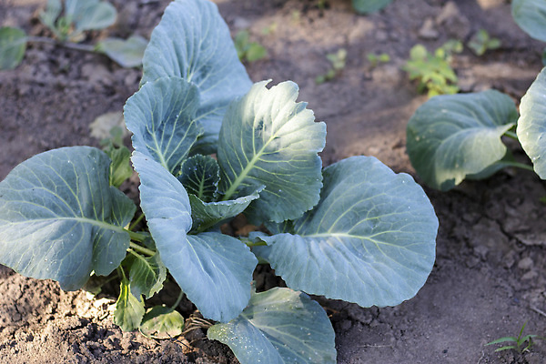 포토 JPG 해외이미지 음식 잎 밭 농업 채소 재료 자연 건강 사람없음 야외 초록색 농장 정원 샐러드 수확 성장 신선 유기농 원예 양배추 날것 잡종 내추럴 땅바닥 밭일 채식주의자 케일 세련 해외202310 해외포토 식물 웰빙 산업 컬러 바닥 취미 생태계 채식 파일형식