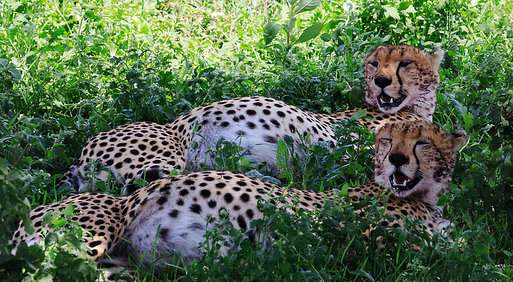 포토 JPG 해외이미지 동물 여행 조류 사람없음 여행객 탄자니아 해외202310 해외포토 아프리카 사람 파일형식