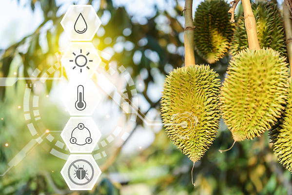 포토 JPG 해외이미지 나무 식물 계절 아시아 음식 농업 과일 태국 자연 미래 건강 씨앗 동양인 풍경 사람없음 초록색 농장 노란색 환경 디지털 정원 자료 인포그래픽 정보 수확 성장 신선 못 달콤 왕 스마트 유기농 원예 날것 내추럴 모종 묘목 센서 이국적 맛있는 해외202310 해외포토 웰빙 나라 산업 컬러 컨셉 인종 취미 공구 맛 생태계 파일형식