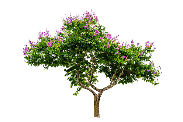 포토 JPG 해외이미지 나무 꽃 사람없음 성장 흰색 편집소스 해외202310 해외포토 식물 컬러 파일형식