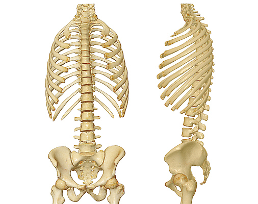포토 JPG 해외이미지 신체 뼈 골격 병원 사람 사람없음 치료 3D 고통 시험 환자 디스크 코드 질병 지압 척추 문제 고립 골절 스캐너 압축 요통 해외202310 해외포토 교육 감정 의학 마사지 디지털합성 허리통증 파일형식