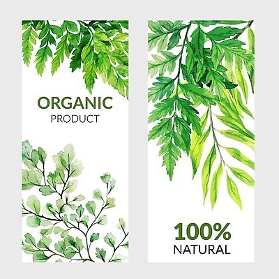 EPS 해외이미지 식물 템플릿 배너 꽃 백그라운드 잎 꽃무늬 일러스트 미술 물 라벨 세일 젖음 신용카드 숲 허브 그림 레이아웃 손그림 양치류 벡터 그리너리 해외202310 해외일러스트 자연요소 무늬 문화예술 프레임 금융 파일형식 트랜드컬러