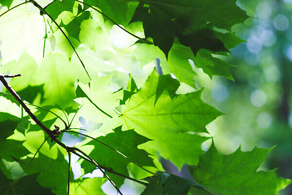 포토 JPG 해외이미지 나무 식물 디자인 계절 공원 컬러 여행 백그라운드 잎 패턴 자연 하늘 날씨 추상 휴가 손바닥 사람없음 야외 목재 초록색 컬러풀 햇빛 태양 뷰티 노란색 맑음 봄 성장 흰색 숲 질감 내추럴 생태학 해외202310 해외포토 자연요소 손 공공시설 교육 무늬 재료 생태계 파일형식