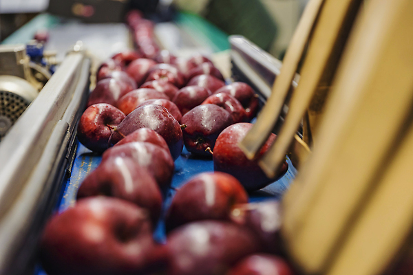 포토 JPG 해외이미지 산업 아시아 선 백그라운드 잎 자연 노동자 건강 사람 사람없음 빨간색 물 맑음 주스 수확 뜨거움 액체 수술 달콤 떨어짐 사과 상품 주식 수집 로봇 오브젝트 유기농 질감 날것 팩 8월 내추럴 거짓말 고립 숙성 해외202310 해외포토 자연요소 식물 직업 웰빙 나라 음료 컬러 컨셉 농업 과일 의학 날씨 치료 금융 화장품 날짜 맛 생태계 파일형식