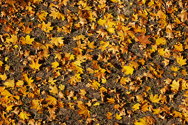 포토 JPG 해외이미지 나무 식물 라이프스타일 계절 길 컬러 백그라운드 단풍 잎 오렌지 자연 날씨 따뜻함 건강 사람없음 야외 목재 초록색 컬러풀 뷰티 노란색 새싹 정원 공백 활발 기쁨 낭만 시골 황금 오솔길 밀 단계 내추럴 방법 카피스페이스 해외202310 해외포토 감정 컨셉 과일 재료 곡류 생활 생태계 파일형식
