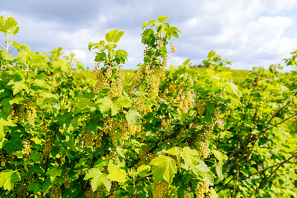 포토 JPG 해외이미지 식물 계절 열매 꽃 음식 줄기 백그라운드 잎 꽃무늬 밭 농업 과일 자연 건강 사람없음 야외 초록색 뷰티 농장 봄 수확 성장 나뭇가지 신선 개화 그룹 달콤 과수원 다발 관목 유기농 날것 건포도 숙성 해외202310 해외포토 나무 웰빙 산업 컬러 무늬 포도 맛 생태계 건과일 파일형식