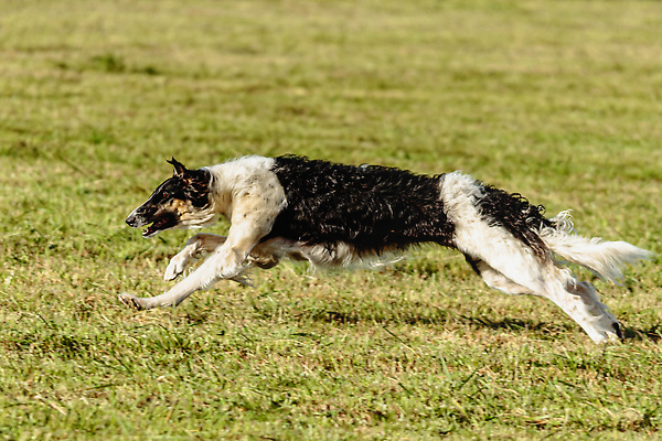 포토 JPG 해외이미지 동물 1 공원 감정 스포츠 밭 모션 놀이 건강 사람없음 야외 초록색 반려동물 달리기 뷰티 걷기 정원 점프 경쟁 에너지 게임 시골 레이싱 잡기 개 유혹 속도 사냥 송곳니 기르기 전력질주 챔피언 순혈 해외202310 해외포토 공공시설 컬러 컨셉 농업 포유류 시합 치아 돌봄 파일형식