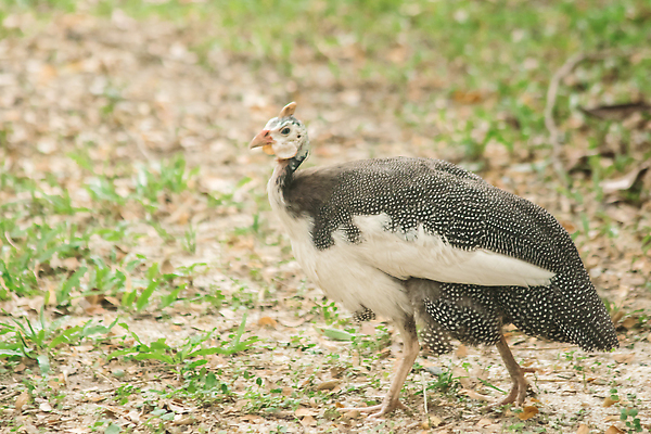 포토 JPG 해외이미지 동물 척추동물 야생동물 어린이 무늬 날개 아프리카 자연 조류 생물 병아리 서기 사람없음 옆모습 초록색 반려동물 컬러풀 머리 걷기 검은색 치킨 가축 흰색 시골 아기 점 얼룩 오픈 입 사파리 깃털 부리 남쪽 수탉 경보 고립 밭일 암탉 해외202310 해외포토 나라 뷰포인트 컬러 모션 사람 신체부위 닭 암컷 방향 수컷 생태계 닭고기요리 파일형식
