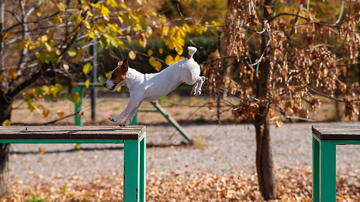포토 JPG 해외이미지 동물 공원 스포츠 포즈 벤치 포유류 모션 놀이 기술 사람없음 야외 목재 울타리 반려동물 달리기 운동 점프 경쟁 우정 산책 장비 에너지 가을 바 개 놀이터 허들 강의 속도 재판 송곳니 기르기 뒤뜰 방목장 복종 챔피언 순혈 해외202310 해외포토 레이스천 나무 계절 공공시설 컨셉 의자 재료 휴식 건강 친구 담장 직물 치아 장애물 법 돌봄 파일형식