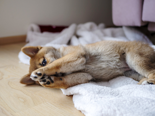 포토 JPG 해외이미지 동물 1 응시 행복 새끼 백그라운드 포유류 놀이 세포 실내 미소 사람없음 야외 빨간색 반려동물 뷰티 갈색 귀여움 일본 달력 아기 개 강아지 작음 모피 솜털 송곳니 고립 기르기 유래 순종 해외202310 해외포토 시선 감정 아시아 컬러 컨셉 표정 사람 내부 치아 크기 왕 돌봄 파일형식