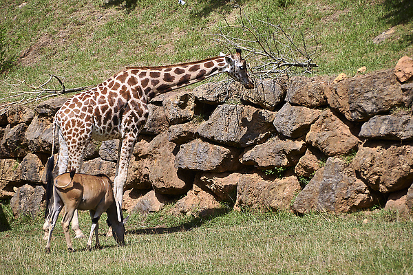 포토 JPG 해외이미지 동물 응시 남자 야생동물 포유류 아프리카 엄마 초식동물 바람 함께함 뿔 따뜻함 동물원 서기 사람없음 가로 머리 산책 점 뜨거움 황무지 기린 사파리 속도 목 케냐 동쪽 남아프리카 생태학 전국 평야 반추동물 해외202310 해외포토 자연요소 시선 교육 나라 컨셉 가족 모션 자연 날씨 휴식 사람 신체부위 방향 파일형식
