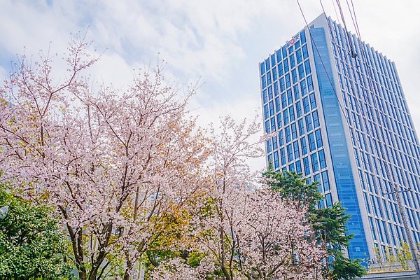 포토 JPG 해외이미지 하늘 빌딩 사람없음 봄 전선 벚꽃 벚나무 도쿄 해외202310 해외포토 나무 계절 꽃 건물 일본 파일형식
