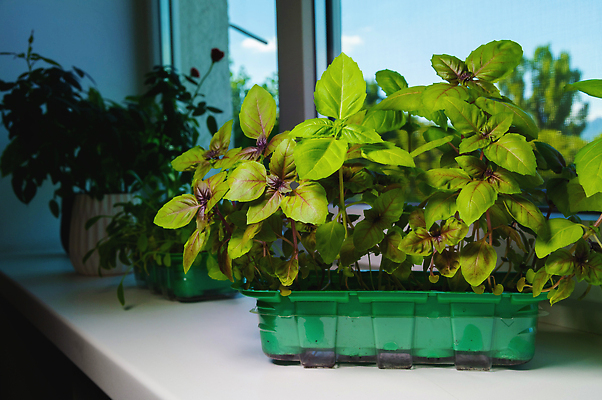 포토 JPG 해외이미지 식물 화초 음식 백그라운드 잎 농업 재료 창문 주택 실내 건강 식이요법 사람없음 초록색 새싹 주방 봄 성장 신선 양념 먹기 허브 향신료 유기농 원예 날것 바질 국산 내추럴 묘목 바이오 심기 채식주의자 그리너리 비건 해외202310 해외포토 나무 웰빙 계절 산업 컬러 모션 취미 내부 건물 채식 향미료 파일형식 트랜드컬러