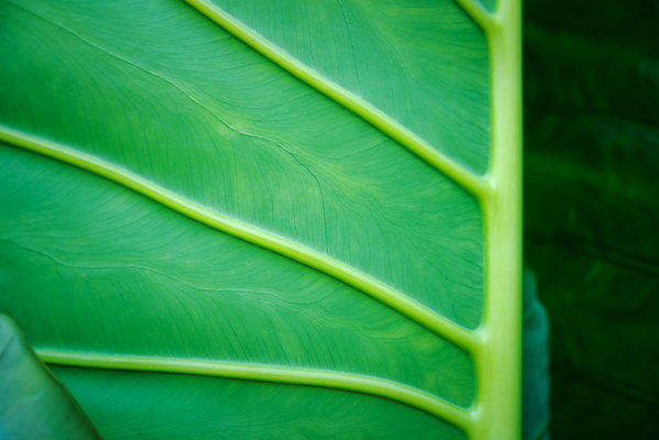 포토 JPG 해외이미지 나무 식물 계절 공원 컬러 백그라운드 잎 패턴 자연 벽지 추상 건강 풍경 사람없음 야외 목재 초록색 물 여름 뷰티 우주 환경 정원 어둠 봄 성장 신선 숲 작음 열대우림 묘사 유기농 질감 내추럴 항공촬영 많음 그리너리 미니멀 해외202310 해외포토 자연요소 웰빙 공공시설 뷰포인트 컨셉 무늬 재료 크기 생태계 파일형식 트랜드컬러