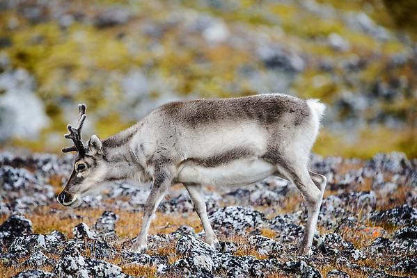 포토 JPG 해외이미지 동물 야생동물 여행 백그라운드 겨울 포유류 자연 사슴 뿔 노르웨이 핀란드 사람없음 야외 여름 파란색 흰색 북극 북쪽 알래스카 내추럴 그린란드 순록 스칸디나비아 해외202310 해외포토 계절 유럽 컬러 섬 북유럽 덴마크 미국 극지방 방향 생태계 파일형식