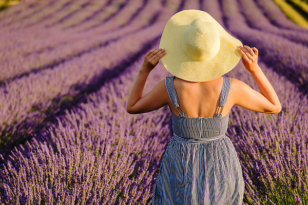 포토 JPG 해외이미지 원피스 여자 꽃밭 한명 상반신 성인 뒷모습 보라색 잡기 분위기 허브 밀짚모자 라벤더 성인여자한명만 해외202310 해외포토 식물 모자_잡화 1 옷 꽃 뷰포인트 컬러 컨셉 모션 사람 여자한명만 성인여자만 파일형식