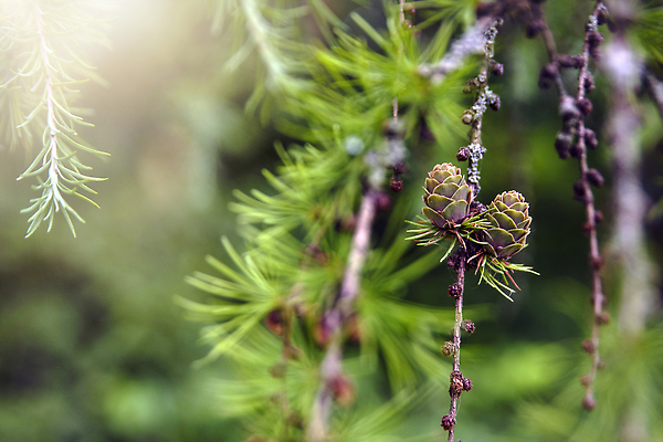 포토 JPG 해외이미지 나무 식물 계절 여자 꽃 낙엽 잎 자연 사람없음 초록색 뷰티 일본 봄 나뭇가지 신선 숲 홋카이도 나무껍질 원뿔 내추럴 동물상 해외202310 해외포토 도형 아시아 컬러 사람 조형물 껍질 생태계 파일형식
